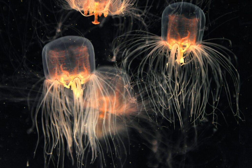 Everything You Need To Know About The Box Jellyfish On Oʻahu Beaches